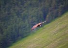 Monniksgier (cinereous vulture) Aegypius monachus - Orkhon Falls 16-08-2016 (1)